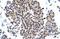 Zinc Finger Protein 318 antibody, A11267, Boster Biological Technology, Immunohistochemistry frozen image 