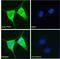 Patched 1 antibody, NB100-2451, Novus Biologicals, Immunocytochemistry image 