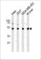 Glutathione Synthetase antibody, LS-C166700, Lifespan Biosciences, Western Blot image 