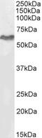 Tripartite Motif Containing 55 antibody, LS-B10276, Lifespan Biosciences, Western Blot image 