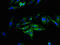 Sphingomyelin Synthase 2 antibody, CSB-PA854159LA01HU, Cusabio, Immunofluorescence image 