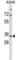 Mitochondrial Ribosomal Protein S15 antibody, abx028853, Abbexa, Western Blot image 
