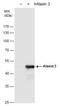Ataxin 3 antibody, PA5-27391, Invitrogen Antibodies, Western Blot image 
