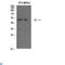 Coagulation Factor IX antibody, LS-C813311, Lifespan Biosciences, Western Blot image 