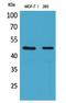 Inhibin Subunit Beta A antibody, STJ96774, St John