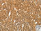 Sirtuin 4 antibody, CSB-PA143745, Cusabio, Immunohistochemistry paraffin image 