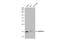 Phospholipase A And Acyltransferase 4 antibody, GTX107735, GeneTex, Western Blot image 