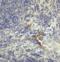 Lymphocyte Activating 3 antibody, SD8842, ProSci, Immunohistochemistry paraffin image 