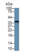 Fibrillarin antibody, LS-C687158, Lifespan Biosciences, Western Blot image 