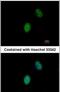 Four And A Half LIM Domains 5 antibody, PA5-21814, Invitrogen Antibodies, Immunofluorescence image 