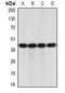 IL-23 receptor antibody, orb378132, Biorbyt, Western Blot image 