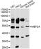 Myocyte Enhancer Factor 2A antibody, abx126141, Abbexa, Western Blot image 