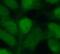 SIX Homeobox 2 antibody, FNab07887, FineTest, Immunofluorescence image 