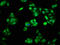 Proteasome Activator Subunit 3 antibody, LS-C212069, Lifespan Biosciences, Immunofluorescence image 