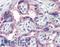 Notch Receptor 3 antibody, LS-B2379, Lifespan Biosciences, Immunohistochemistry paraffin image 