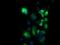Protein Kinase, Membrane Associated Tyrosine/Threonine 1 antibody, GTX83876, GeneTex, Immunofluorescence image 
