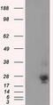 Nucleoside diphosphate kinase, mitochondrial antibody, TA501110, Origene, Western Blot image 