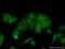BRMS1 Transcriptional Repressor And Anoikis Regulator antibody, 16096-1-AP, Proteintech Group, Immunofluorescence image 