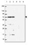 Serine/threonine-protein kinase A-Raf antibody, HPA066326, Atlas Antibodies, Western Blot image 