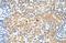 Tetraspanin 5 antibody, NBP1-69337, Novus Biologicals, Immunohistochemistry frozen image 