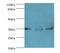 Aminoacyl TRNA Synthetase Complex Interacting Multifunctional Protein 2 antibody, LS-C378190, Lifespan Biosciences, Western Blot image 