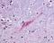 G-protein coupled receptor 55 antibody, NLS164, Novus Biologicals, Immunohistochemistry frozen image 