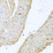 Cytochrome C Oxidase Subunit 6B1 antibody, A10285, Boster Biological Technology, Immunohistochemistry paraffin image 