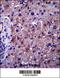 Phosphatidylcholine:ceramide cholinephosphotransferase 1 antibody, 57-124, ProSci, Immunohistochemistry frozen image 