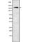 PH Domain And Leucine Rich Repeat Protein Phosphatase 1 antibody, abx217739, Abbexa, Western Blot image 