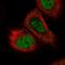 TOPBP1 Interacting Checkpoint And Replication Regulator antibody, HPA049454, Atlas Antibodies, Immunofluorescence image 