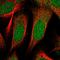Zinc Finger Protein 518B antibody, HPA031216, Atlas Antibodies, Immunofluorescence image 