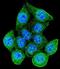 RAD9 Checkpoint Clamp Component A antibody, abx026302, Abbexa, Immunofluorescence image 