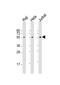 Interferon Regulatory Factor 3 antibody, M00165-5, Boster Biological Technology, Western Blot image 