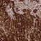 CPN10 antibody, NBP2-34055, Novus Biologicals, Immunohistochemistry frozen image 