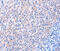 Epidermal Growth Factor antibody, LS-C332232, Lifespan Biosciences, Immunohistochemistry paraffin image 