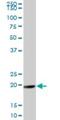 Meiotic Nuclear Divisions 1 antibody, H00084057-B01P, Novus Biologicals, Western Blot image 