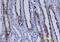 Ribosomal Protein S6 Kinase A5 antibody, AF1036, R&D Systems, Immunohistochemistry paraffin image 