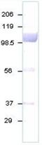 Lactotransferrin antibody, ab15811, Abcam, Western Blot image 