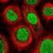 TRNA Methyltransferase 6 antibody, PA5-61409, Invitrogen Antibodies, Immunofluorescence image 