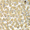 Mitogen-Activated Protein Kinase Kinase Kinase Kinase 3 antibody, LS-C349081, Lifespan Biosciences, Immunohistochemistry frozen image 
