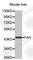 Fumarylacetoacetate Hydrolase antibody, A3238, ABclonal Technology, Western Blot image 