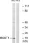 Microsomal Glutathione S-Transferase 1 antibody, LS-B11372, Lifespan Biosciences, Western Blot image 