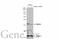 High Mobility Group AT-Hook 2 antibody, GTX629478, GeneTex, Western Blot image 