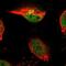 Tetraspanin 3 antibody, HPA015996, Atlas Antibodies, Immunofluorescence image 