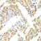 E74 Like ETS Transcription Factor 3 antibody, LS-C748537, Lifespan Biosciences, Immunohistochemistry frozen image 