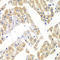 ELF3 antibody, LS-C748537, Lifespan Biosciences, Immunohistochemistry frozen image 