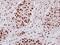 Heterogeneous Nuclear Ribonucleoprotein A2/B1 antibody, NBP2-16864, Novus Biologicals, Immunohistochemistry frozen image 