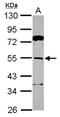 Tripartite Motif Containing 62 antibody, NBP2-15145, Novus Biologicals, Western Blot image 