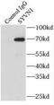 Synoviolin 1 antibody, FNab08463, FineTest, Immunoprecipitation image 