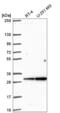 Gap junction beta-4 protein antibody, NBP2-55398, Novus Biologicals, Western Blot image 